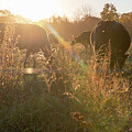 High Grass Sunset by Kristopher Schoenleber