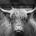Highland Cattle 2 by Ryan Weddle