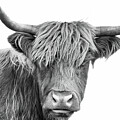 Highland Cattle 4 by Ryan Weddle