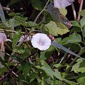 Hiking And Midsummer White Flower by Aleksandrs Drozdovs