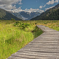 Hiking path to the Michinmahuida glacier Photograph by Henri Leduc Hiking path to the Michinmahuida glacier Photograph by Henri Leduc