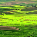 Hills of the Palouse by Kathleen Hoevet