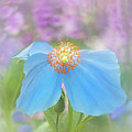 Himalayan Blue Poppy - In The Garden Photograph by Sylvia Goldkranz Himalayan Blue Poppy - In The Garden Photograph by Sylvia Goldkranz