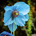 Himalayan Blue Poppy Photograph by Louis Dallara Himalayan Blue Poppy Photograph by Louis Dallara