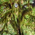 Hoh Forest #3 Photograph by Alberto Zanoni Hoh Forest #3 Photograph by Alberto Zanoni