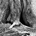 Hollow Tree Trunk in Black and White Photograph by Amanda R Wright Hollow Tree Trunk in Black and White Photograph by Amanda R Wright
