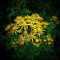 Honey Bee on Ragworth Photograph by Mark Callanan Honey Bee on Ragworth Photograph by Mark Callanan