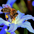 Pollinating Honey Bee Photograph by Wayne Marshall Chase Pollinating Honey Bee Photograph by Wayne Marshall Chase