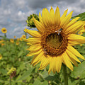 Honeybee on Sunflower Photograph by Carolyn Hutchins Honeybee on Sunflower Photograph by Carolyn Hutchins