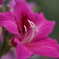 Hongkong Orchid III Photograph by Mingming Jiang Hongkong Orchid III Photograph by Mingming Jiang