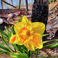 Hope Amidst Chaos by Anne Gifford