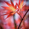 Hope is Red Photograph by Philippe Sainte-Laudy Hope is Red Photograph by Philippe Sainte-Laudy