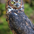 Horned Owl by Jerry Dalrymple