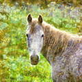 Horse Painting by Alexa Szlavics Horse Painting by Alexa Szlavics