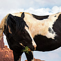 Horse and Buttes  by Vincent Bonafede