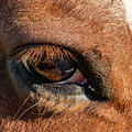 Horse Eye Close Up Photograph by Karen Rispin Horse Eye Close Up Photograph by Karen Rispin