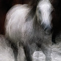 Horse Photograph by Grant Galbraith Horse Photograph by Grant Galbraith