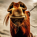 Horse Head Mr. Ed Photograph by Louis Dallara Horse Head Mr. Ed Photograph by Louis Dallara