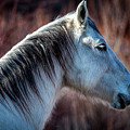 Horse No. 4 Photograph by Craig J Satterlee Horse No. 4 Photograph by Craig J Satterlee