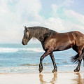 horse on the Beach Print by JBK Photo Art