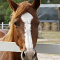Horse Welcome Photograph by Heather E Harman Horse Welcome Photograph by Heather E Harman