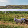 Horses at Beem Lake - Sandhills Journey Photograph by Susan Rissi Tregoning Horses at Beem Lake - Sandhills Journey Photograph by Susan Rissi Tregoning