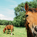 Horses in field Photograph by Jelena Jovanovic Horses in field Photograph by Jelena Jovanovic