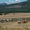 Horses In The Mountains Photograph by Karen Rispin Horses In The Mountains Photograph by Karen Rispin
