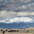 Horses on the Range. Photograph by Paul Martin