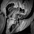 Hosta V BW SQ Photograph by David Gordon Hosta V BW SQ Photograph by David Gordon