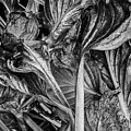 Hosta VI BW Photograph by David Gordon Hosta VI BW Photograph by David Gordon