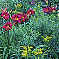 Hot July Daylilies Photograph by Janis Senungetuk Hot July Daylilies Photograph by Janis Senungetuk