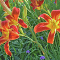 Hot July Field of Daylilies Photograph by Janis Senungetuk Hot July Field of Daylilies Photograph by Janis Senungetuk