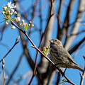 House Finch ready for spring by Photobuphs Nature Photography