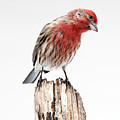 House Finch- So Curioius Photograph by Sandra Rust House Finch- So Curioius Photograph by Sandra Rust