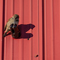 House Sparrow On A Barn Wall Photograph by Karen Rispin House Sparrow On A Barn Wall Photograph by Karen Rispin
