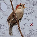 House Wren by Robin Wiesneth