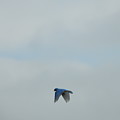 Hovering Blue Bird Photograph by Amanda R Wright Hovering Blue Bird Photograph by Amanda R Wright