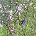 Howler monkey by Monika Salvan