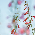 Hummingbird 1 Photograph by Stephen Holst