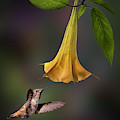 Hummingbird and Angel Trumpet Photograph by Endre Balogh Hummingbird and Angel Trumpet Photograph by Endre Balogh