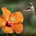 Hummingbird and Peach Hibiscus Photograph by Endre Balogh Hummingbird and Peach Hibiscus Photograph by Endre Balogh