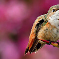Hummingbird In Pink Panorama by John F Tsumas