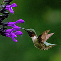 Hummingbird in Rain by William Jobes