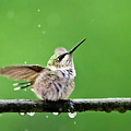 Hummingbird In The Rain Photograph by Christina Rollo Hummingbird In The Rain Photograph by Christina Rollo