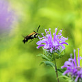 Hummingbird Moth - Delaware Water Gap Photograph by Amelia Pearn Hummingbird Moth - Delaware Water Gap Photograph by Amelia Pearn