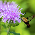 Hummingbird Moth - Delaware Water Gap PA Photograph by Amelia Pearn Hummingbird Moth - Delaware Water Gap PA Photograph by Amelia Pearn