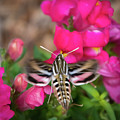 Hummingbird Moth in Motion Photograph by Debra Martz Hummingbird Moth in Motion Photograph by Debra Martz