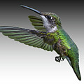 Hummingbird on grey by Brian Shoemaker