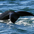 Humpback 1B Photograph by Sally Fuller
